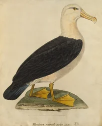 Albatros con sopracciglia nere